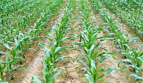 除草剂在高温下的挑战