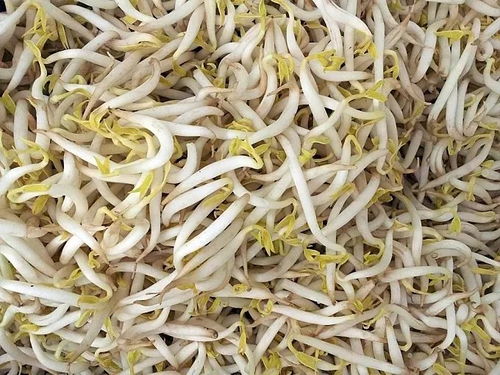 绿豆芽怎么发才好吃？从选豆到发芽