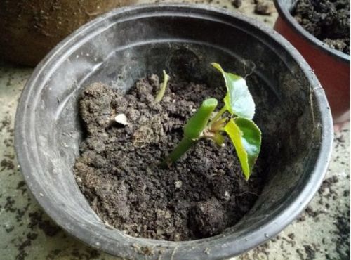 四季海棠移植视频里的操作要领，轻松避免根系受损