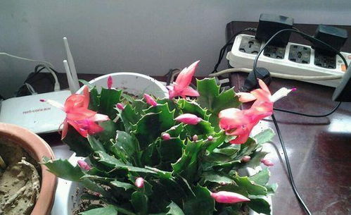 “如何让盆栽莲花多开花？”