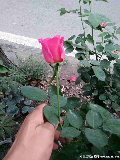 月季刺球， 装饰新宠