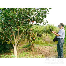 四川大果红花茶油树苗价格及示范基地联系方式