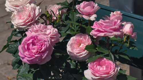 玛丽皇后月季：粉色的浪漫，北方的挑战？