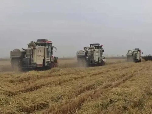 雪松种子收割那些事儿