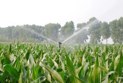 杂草种类繁多，提前准备