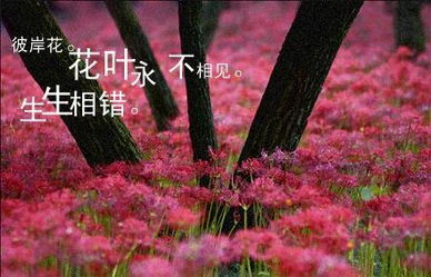 彼岸花是喜阴还是喜阳？它的生长环境有什么特殊要求