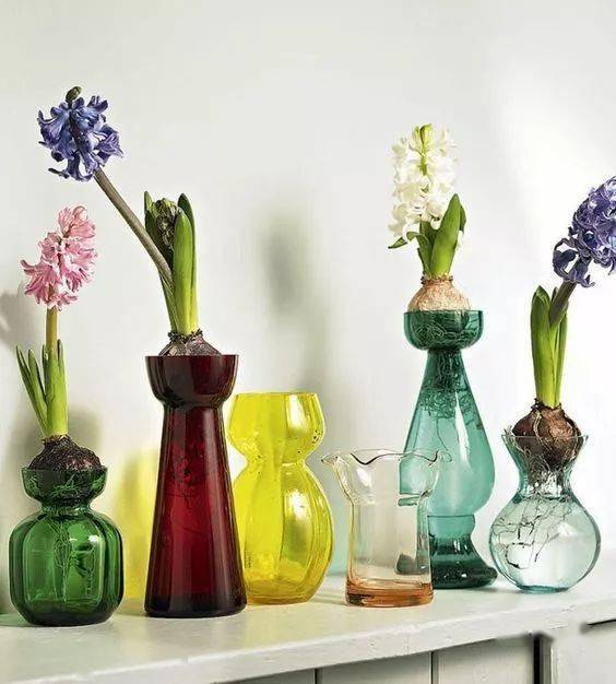 北方水培植物种植小贴士：如何让植物容易养活？