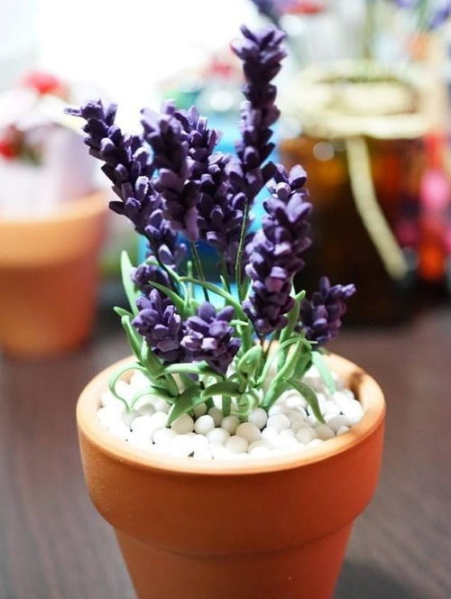 四季海棠：四季绽放的美丽