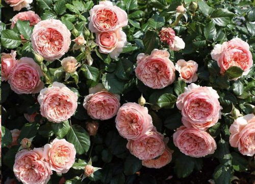 探秘真宙月季Masora的花期之谜