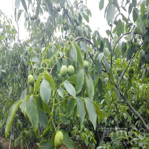 香港古树茶油价格一览：揭秘每斤茶油的奢华价值