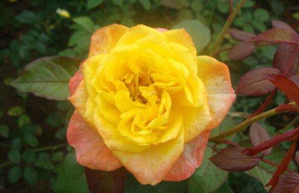 花色变幻， 让人陶醉