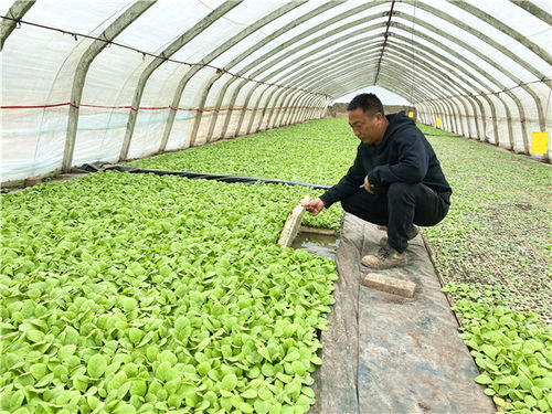 假农药引发的棉花灾难