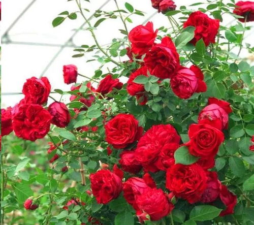 月季南北养护差异揭秘