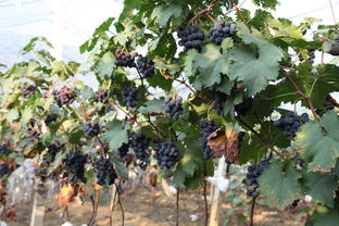 广西冬天枯萎的树种探秘