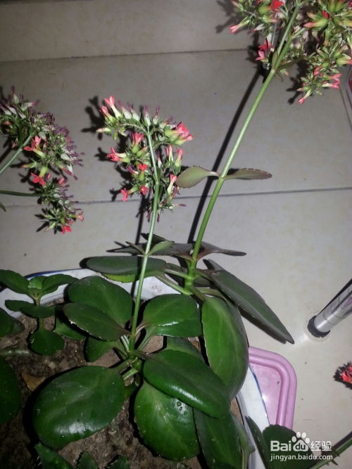 藻类植物， 水中的小世界