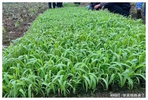 如何选择平安的除草剂