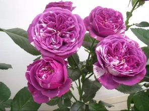 月季花开， 芬芳宝石的传说