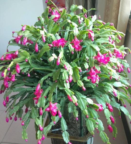 西洋鹃年开2-3次花