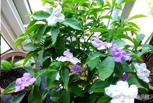 双色茉莉叶子掉落，是缺水还是病虫害
