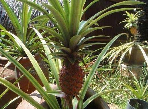 环境因子的调控作用