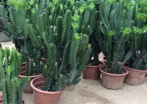 茶油树扦插技术揭秘：联合睿康茶油基地联系方式速览！