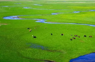 草原上牛羊体高从哪里到哪里的美景，能赞美成一首的诗句吗？