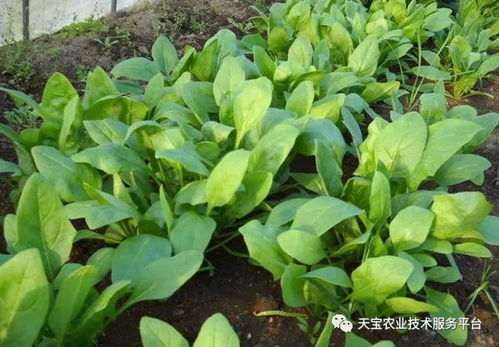 菠菜虫害那些事儿