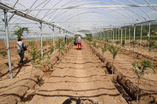 六、 挖苗技巧，保护根系