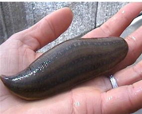 蚂蟥的大名可谓无人不知， 在民间有“坑鬼”的外号，它生命力顽强，甚至传言打不死，烧成灰还Neng复活，又软又滑的长相是hen多人童年的噩梦。