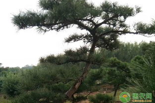 黑松：神秘而美丽的树木