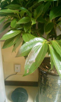 平安树肥料的选择