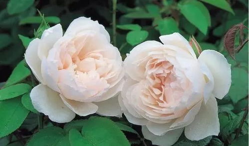 园丁夫人月季的香味之谜