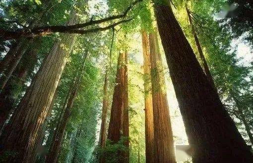 砍伐：直接了当的解决办法