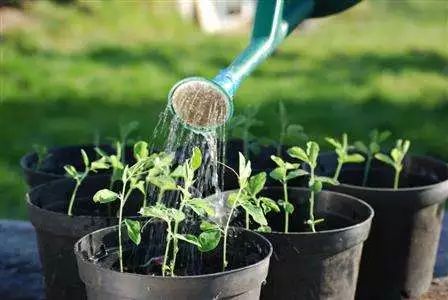 碧玉移盆后浇水指南：正确方法让新植更鲜活！
