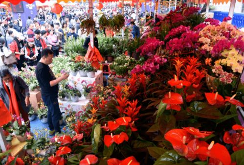 一种是带土球的花，一种就是露根不带土球的