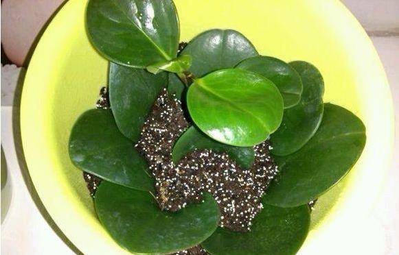 一、 藤三七盆栽的价格之谜