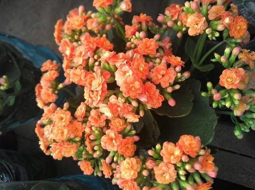 新手友好型品种：印度夏日