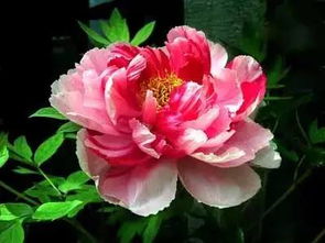 牡丹价格：种类、 规格、品质决定