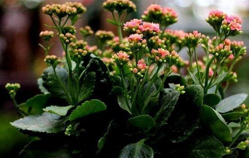 夏日养花常见误区