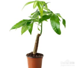 盆栽土里有虫子怎么办？如何安全有效地处理