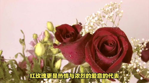 思念之情，送什么花最合适