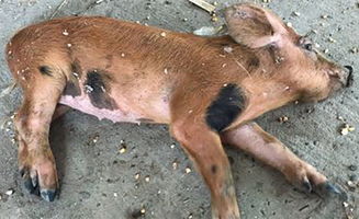 仔猪伪狂犬死亡率惊人，最明显症状是什么