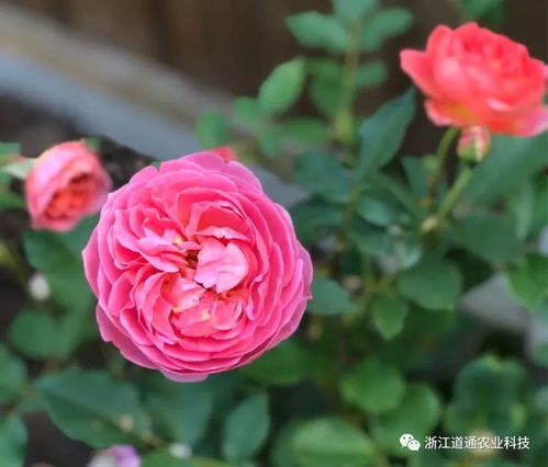 春季养护月季，你真的懂吗？