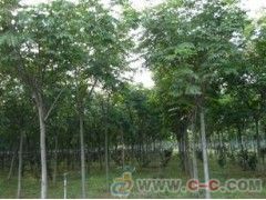 栾树的标准树杆高度揭秘