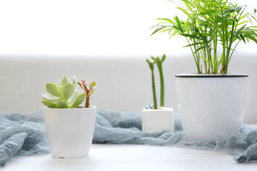 特色花卉展示篇