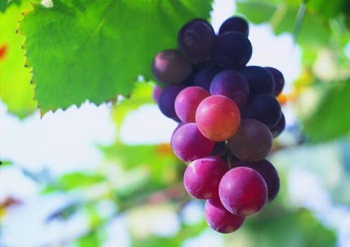 紫色叶子树之谜