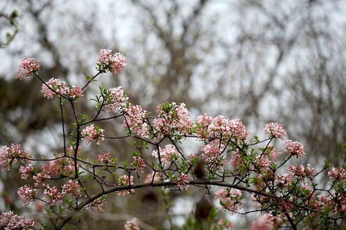 什么花的花语能表达至死不渝的爱？