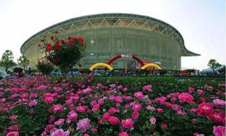 月季花盛开的季节：南阳的美丽画卷