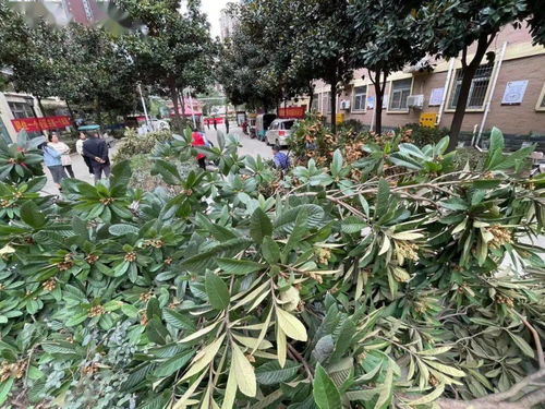 绿海茶油基地：掌握扦插技巧，轻松培育茶油树新苗！