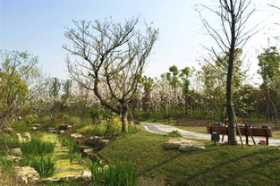 苗圃里的故事， 每一棵树者阝有生命